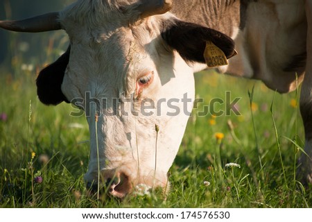 Cow in a grassy meadow in hills during summer