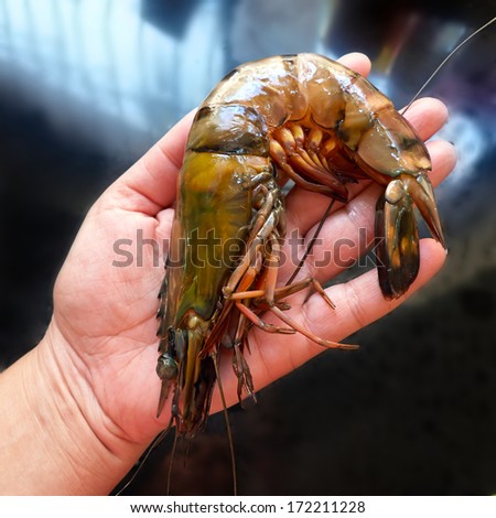 Female hand holding a giant shrimp. Size comparison.