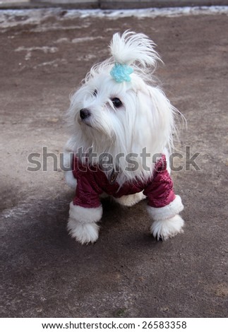 fashionable Maltese dog