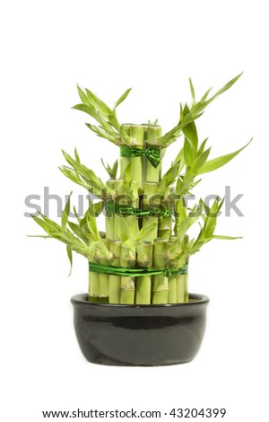 lucky bamboo isolated on white background