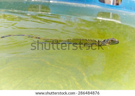 Green Iguana quickly swims in the pool