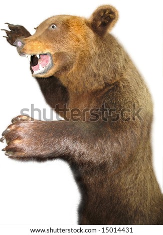 Furious Russian Brown Bear Isolated Over White Background Stock Photo ...