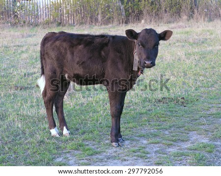 Beautiful black little pretty calf in green grass rural scene