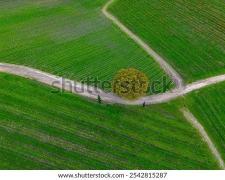 Similar – Image, Stock Photo lonely tree in Vine growing landscape in Andalusia