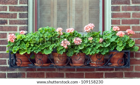 Geraniums In