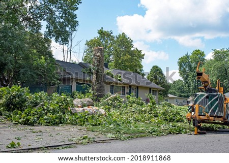  Felling Sycamore Tree after Storm