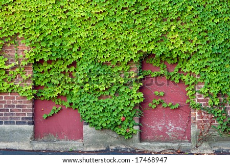 Boarded Windows with Ivy
