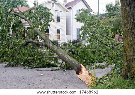 Tree Down in Wind Damage