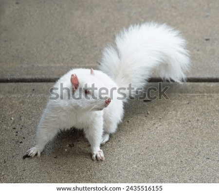 Similar – Image, Stock Photo Cute white albino squirrel sitting on a branch
