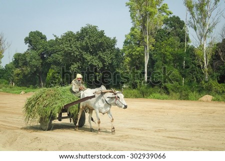 An oxcart in Punjab, India carrying a load of hay. Taken in September of 2013.