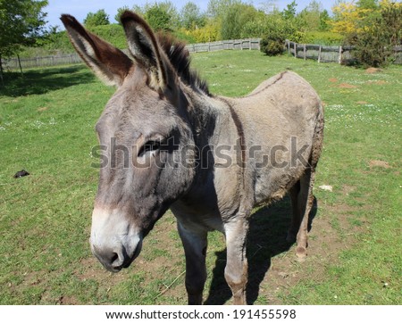 funny gorgeous donkey in a meadow