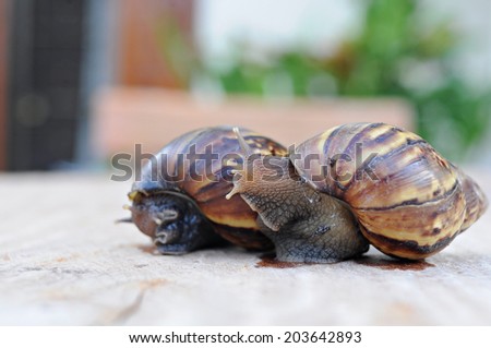 Snail climb on the other snail ,wooden floor
