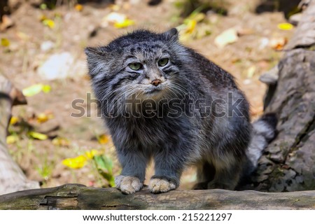 young male Otocolobus manul, Pallas\' cat watching nearby
