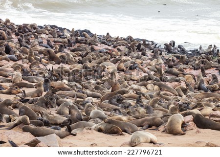 huge colonies, Brown fur seal, Arctocephalus pusillus, Cape cros, Namibia
