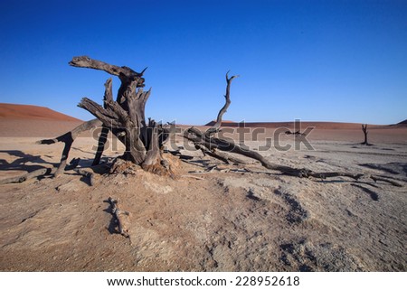 torso dry tree in the desert Sossusvlei Namibia