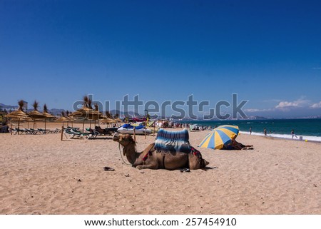 MOROCCO, near Ceutu CEUTU, June 19: Camel on the beach serves tourists, Morocco  on june 19 2012