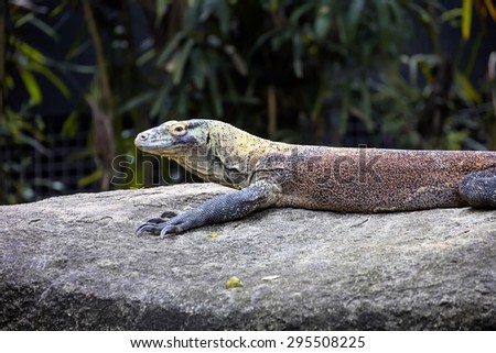 the female Komodo Dragon, Varanus comodensis