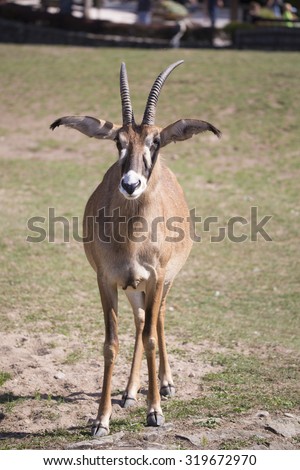 Roan antelope, Hippotragus equinus, with big ears
