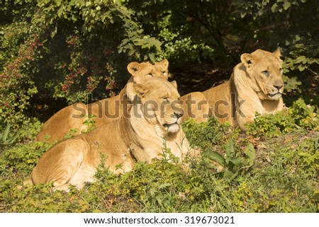 group Lion, Panthera leo