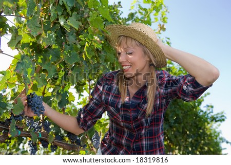 Young peasant woman  watching the grapes during the harvest