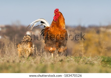 Rural life. Rooster and hen outdoor