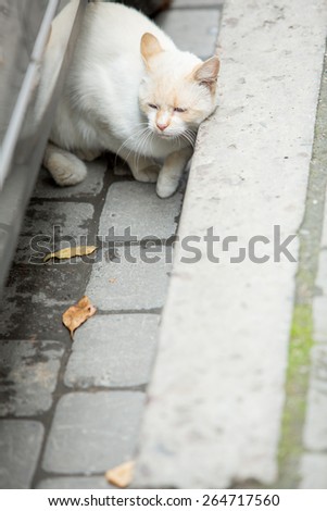 Homeless cat in the street, soft daylight