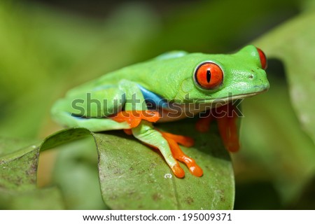 red eyed tree frog crawling between leafs in jungle at border of Panama and Costa Rica in the tropical rain-forest, cute night animal with vivid colors