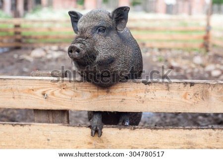 Young pig begging goodies. horizontal orientation