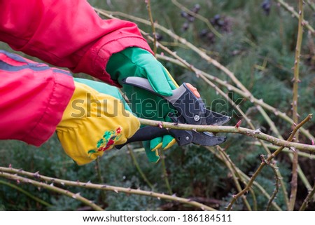 trimming the rose bushes with secateurs in early spring