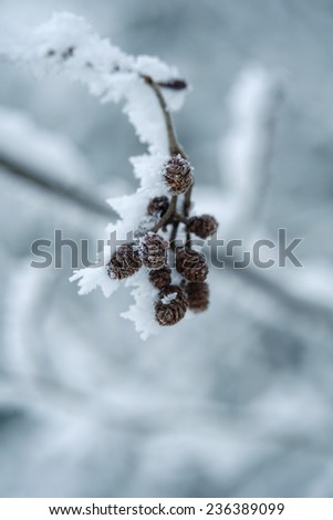 White frost covered branches with buds.