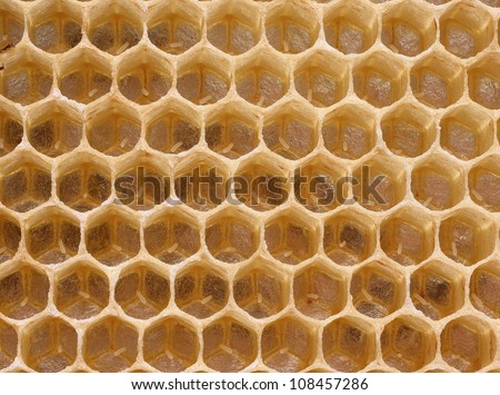 Queen bee in a delayed cell eggs. There is a reproduction of bees.