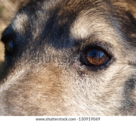 Mind and psychological state of sadness is reflected in the eyes of a dog-wolf.
