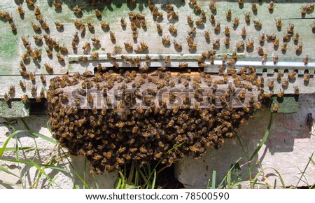 The bees came out of hive and formed a 