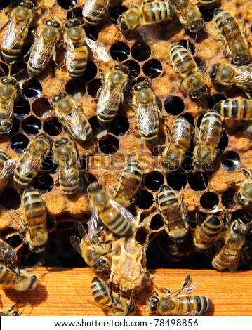 Bees destroy the hostess of family cocoon. They destroyed an extra hostess of the family.