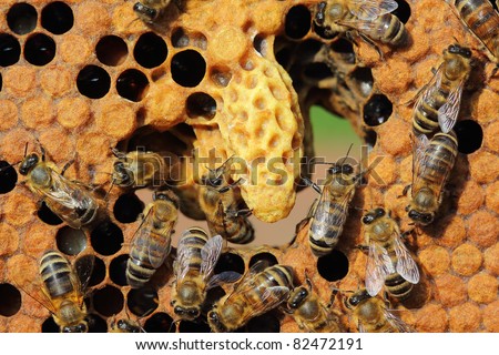 In the center of frame - the cocoon of the future mistress of colony of bees. Brown circles - it covers hundreds, which contain the larvae of the future of bees. Insects take care of larvae.
