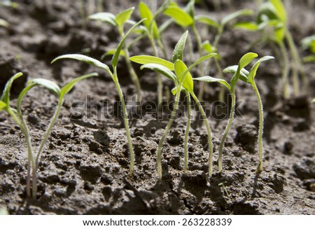 Sow the seeds of tomatoes gave sprouts