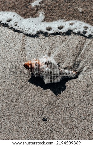 Conch sea shell on sandy beach.Image made in sunrise light. 商業照片 © 