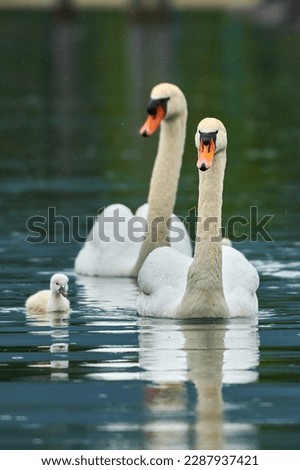 Similar – Image, Stock Photo Swan in water in ICM technique