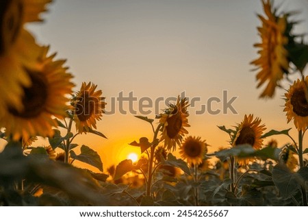 Similar – Image, Stock Photo Sunflower Field