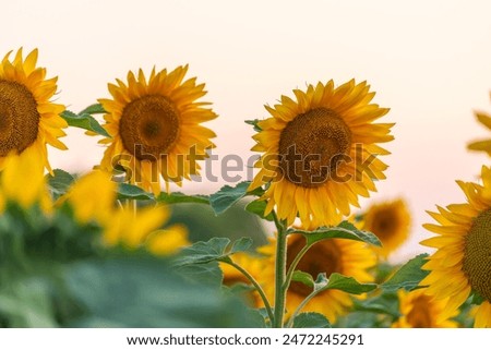 Similar – Foto Bild Schöne Sonnenblumen im Feld natürlicher Hintergrund, Sonnenblume blüht.