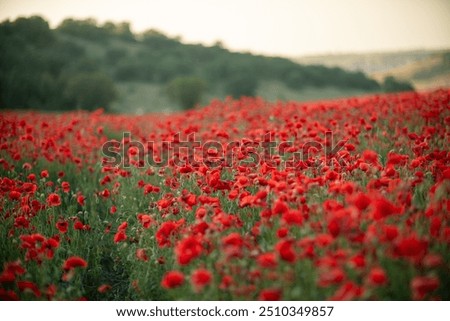 Similar – Image, Stock Photo Full blooming of red lily in flower garden