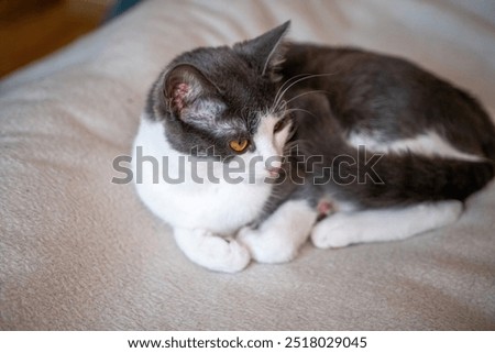 Similar – Image, Stock Photo Softly bedded, the curl snuggled into the leaf and enjoyed the last light of the day