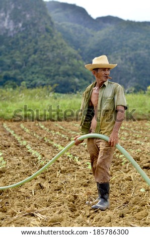 VINALES, CUBA - DECEMBER 12: A tobacco planter on the field holding a tube and smoking a cigar in Vinales, Cuba on December 12, 2013