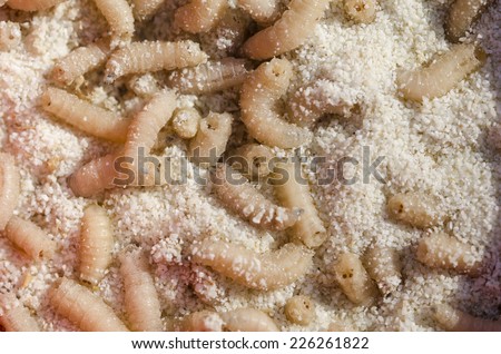 Fly maggots in the sand