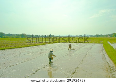 Farmers work in a rice field in a strong and over light sun light