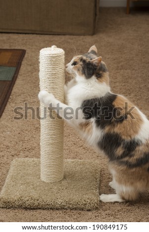 Domestic Cat using Scratching post