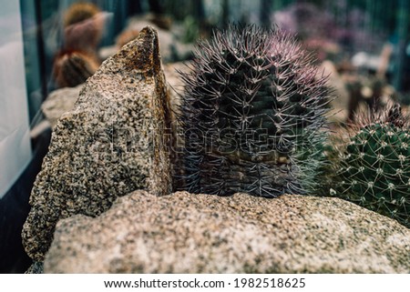 Similar – Image, Stock Photo Cacti behind glass