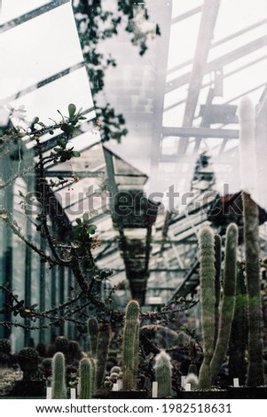 Similar – Image, Stock Photo Cacti behind glass