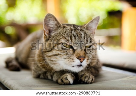 Resting grey cat on a cushioned bench