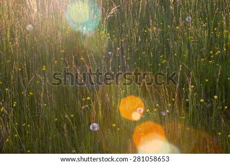 long grass meadow at sunrise time